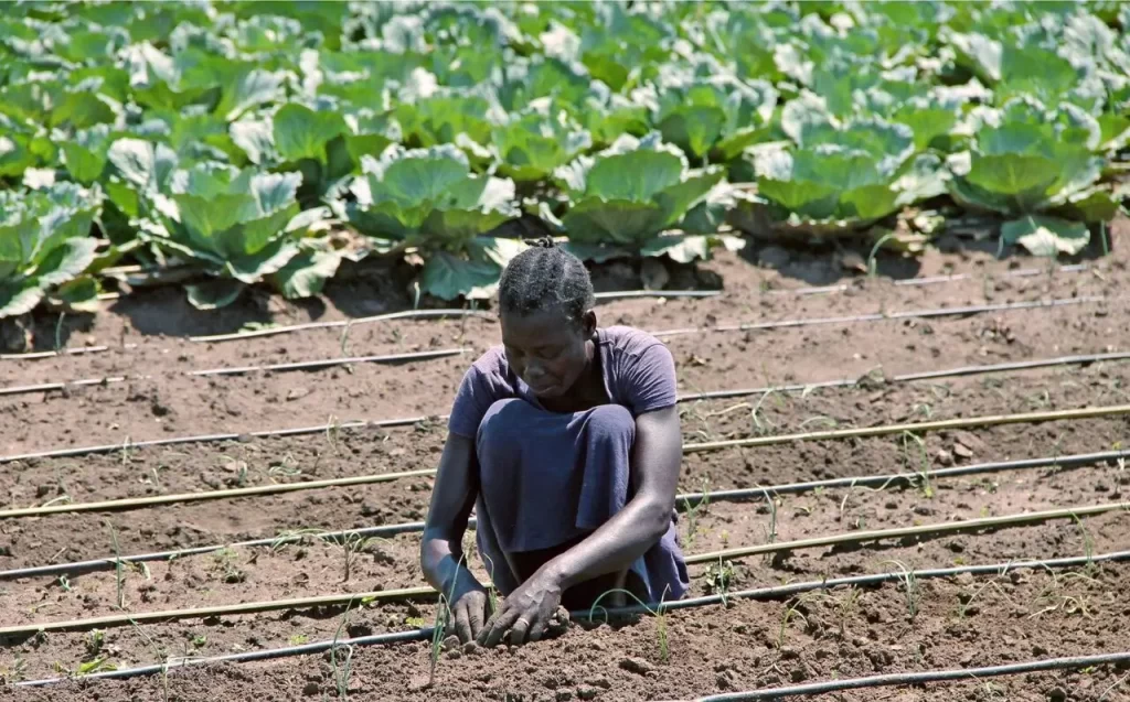 Lady doing gardening work
