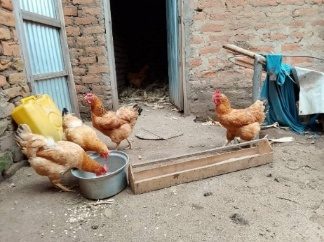 Ajiko Jesca poultry project