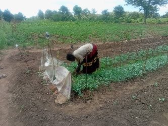 Candiru Jilda cabbage nursery