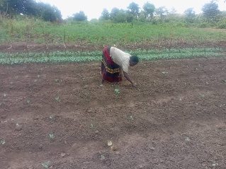 Candiru Jilda cabbage transplanting