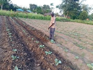 Candiru Jilda cabbage weeding