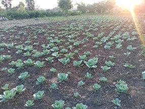 Candiru Jilda cabbages in the field