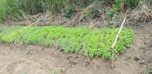 Guli Paul tomato garden