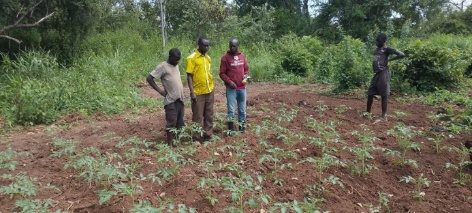 Guli Paul tomato garden