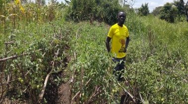 Guli Paul tomato garden