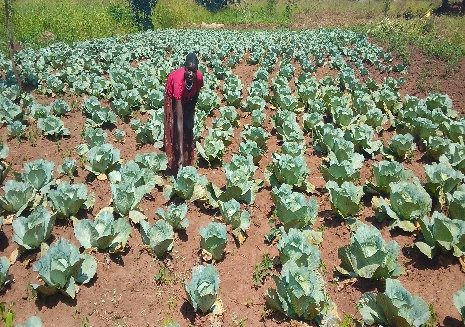 Guma Enock vegetable garden