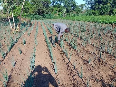 Mr. Taban Charles garden at Okpokia