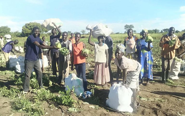 Cabbage harvest done ready for market
