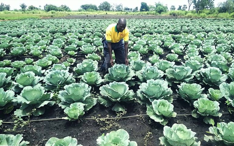 Cabbage monitoring by the field supervisor