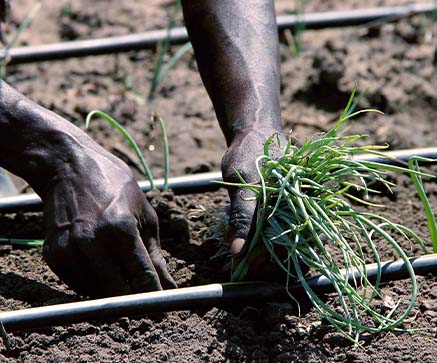 Onion transplanting